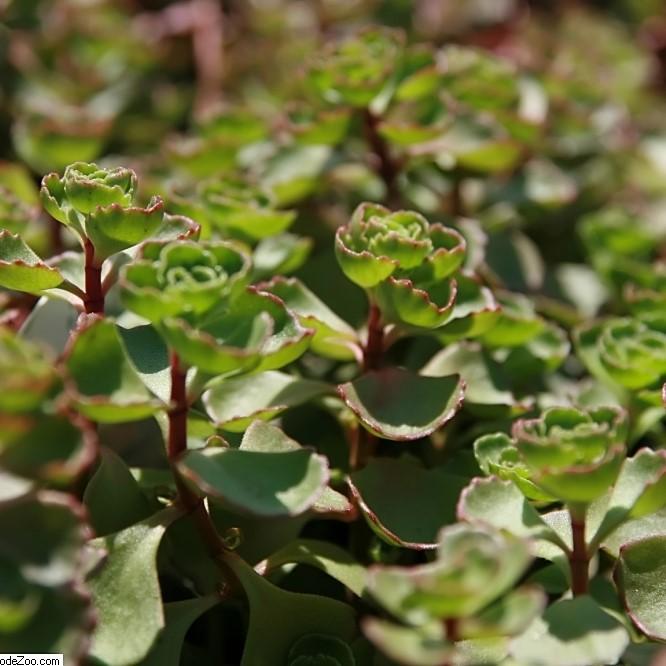 Sedum spurium 'Fuldaglut'  - Fuldaglut Stonecrop