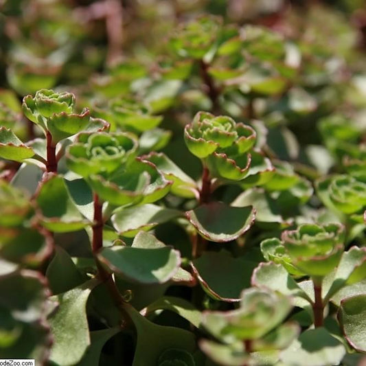 Sedum spurium 'Fuldaglut'  - Fuldaglut Stonecrop