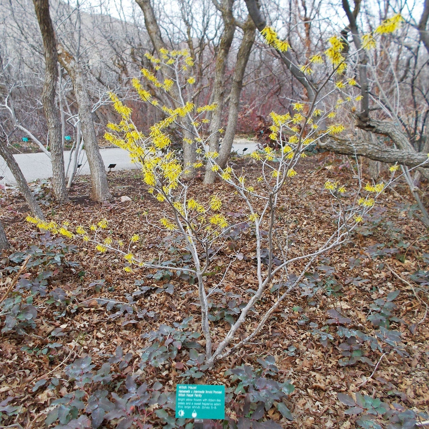 Hamamelis x intermedia 'Arnold Promise'  - Arnold Promise Witch Hazel