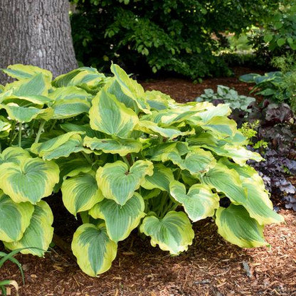 Hosta 'Seducer' 22,413  - PW® Shadowland® Seducer Hosta