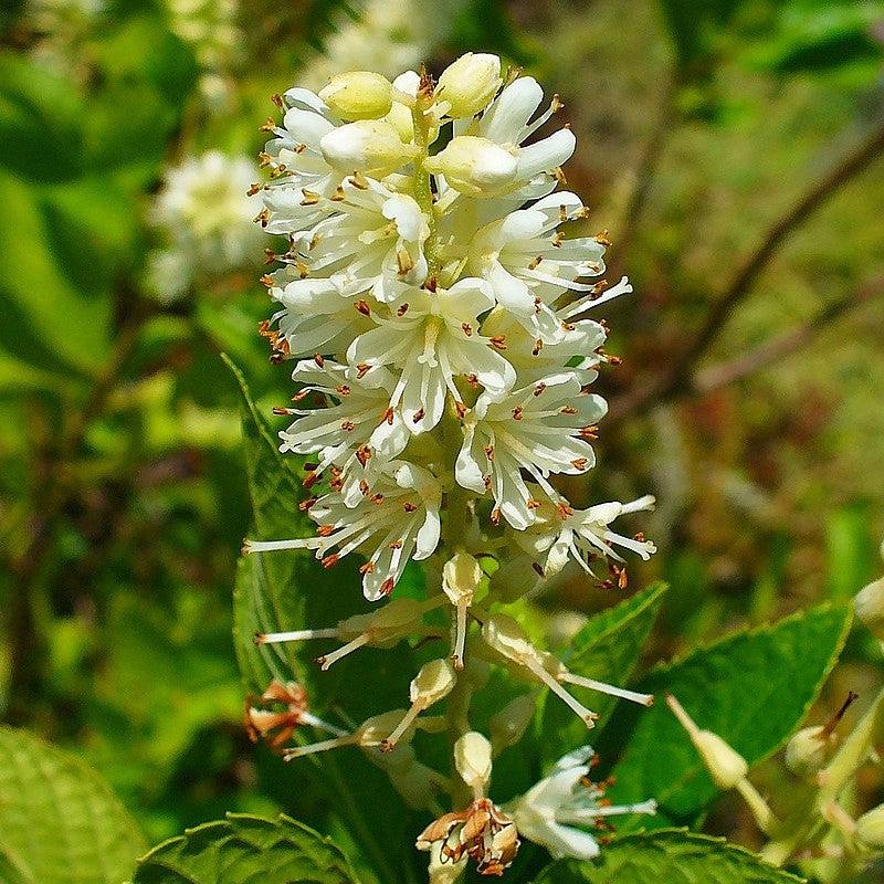 Clethra alnifolia  - Summersweet, Sweet Pepperbush