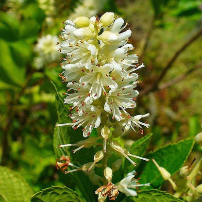 Clethra alnifolia  - Summersweet, Sweet Pepperbush