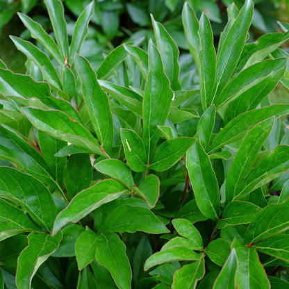 Rhododendron 'Polarnacht'  - Polarnacht Rhododendron