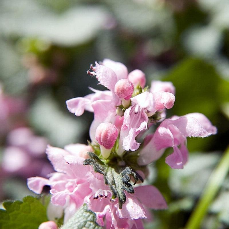 Lamium maculatum 'Pink Pewter'  - Pink Pewter Deadnettle