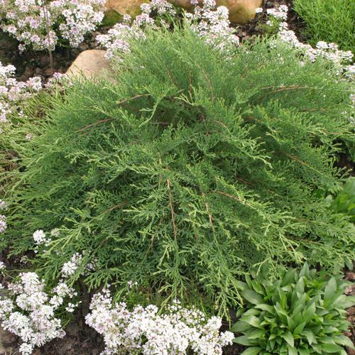 Microbiota decussata 'Prides'  - Celtic Pride® Siberian Cypress