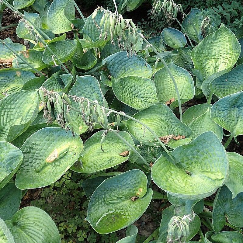 Hosta x 'Big Daddy'  - Big Daddy Hosta