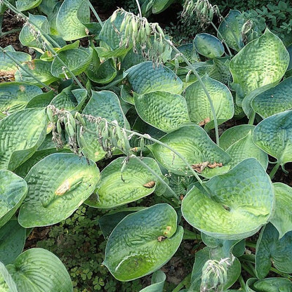 Hosta x 'Big Daddy'  - Big Daddy Hosta