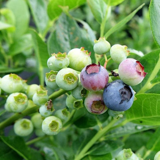 Vaccinium corymbosum 'Polaris'  - Polaris Blueberry