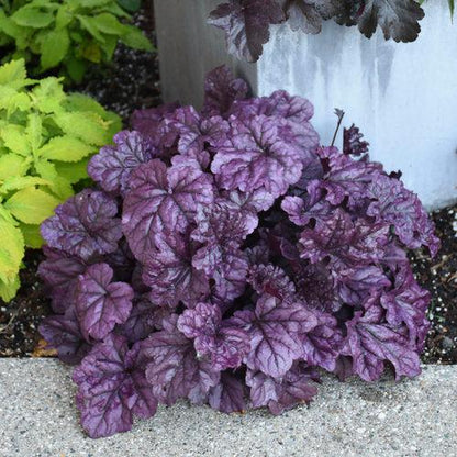 Heuchera 'Wildberry'  - Dolce® Wildberry Heuchera
