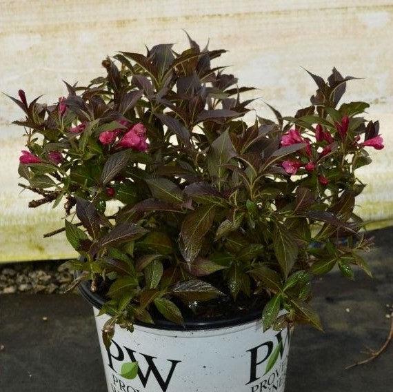 Weigela florida 'Bokraspiwi' PP23,781  - Spilled Wine® Weigela