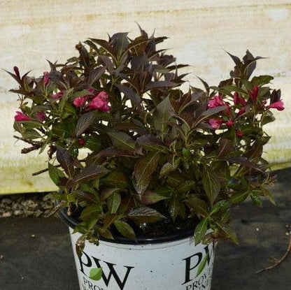 Weigela florida 'Bokraspiwi' PP23,781  - Spilled Wine® Weigela