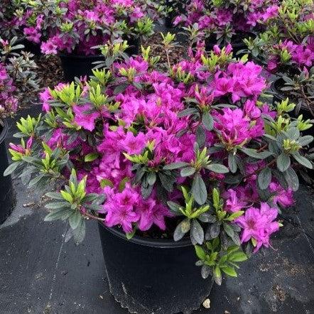 Rhododendron 'Karen'  - Karen Azalea