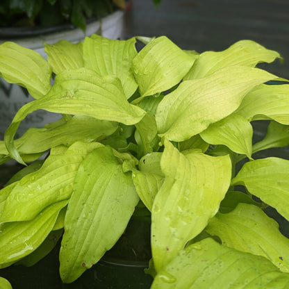 Hosta 'Dancing Queen'  - Dancing Queen Hosta