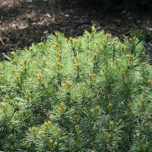 Pinus strobus 'Soft Touch'  - Soft Touch White Pine