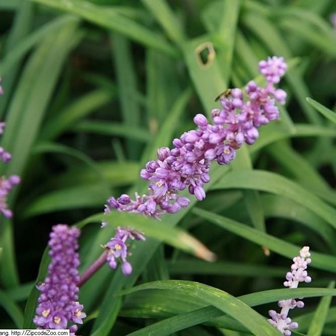 Liriope muscari 'Royal Purple'  - Royal Purple Lilyturf