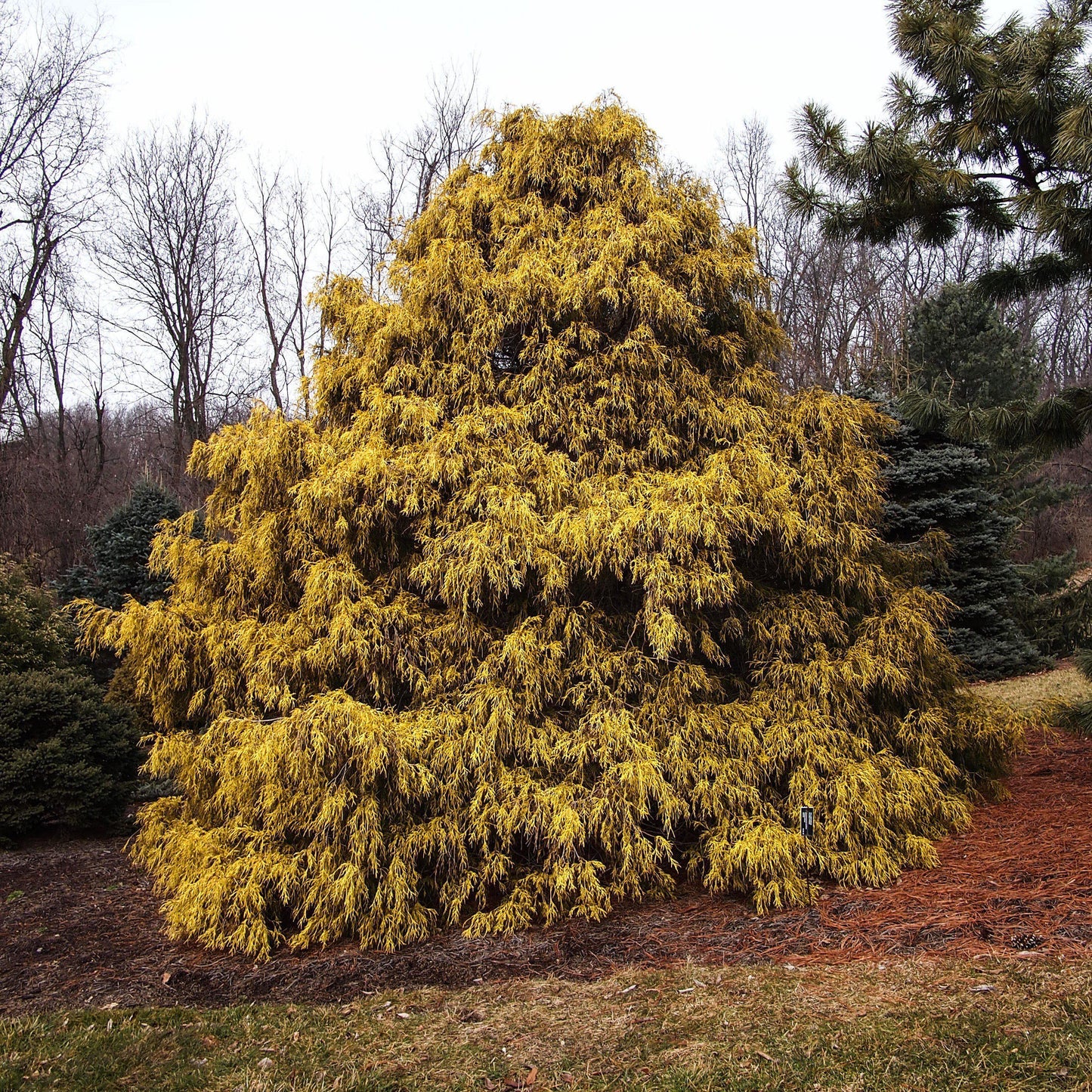 Chamaecyparis pisifera 'Aurea'  - Golden Sawara Cypress