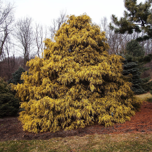 Chamaecyparis pisifera 'Aurea'  - Golden Sawara Cypress