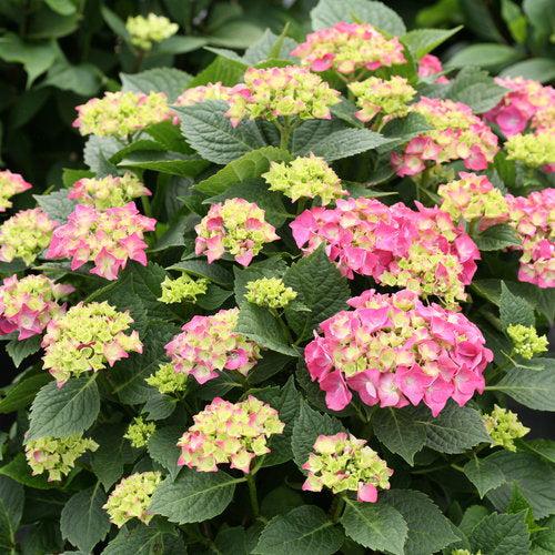 Hydrangea macrophylla 'SMNHMP' USPP 32,514  - Let's Dance® Big Band® Hydrangea
