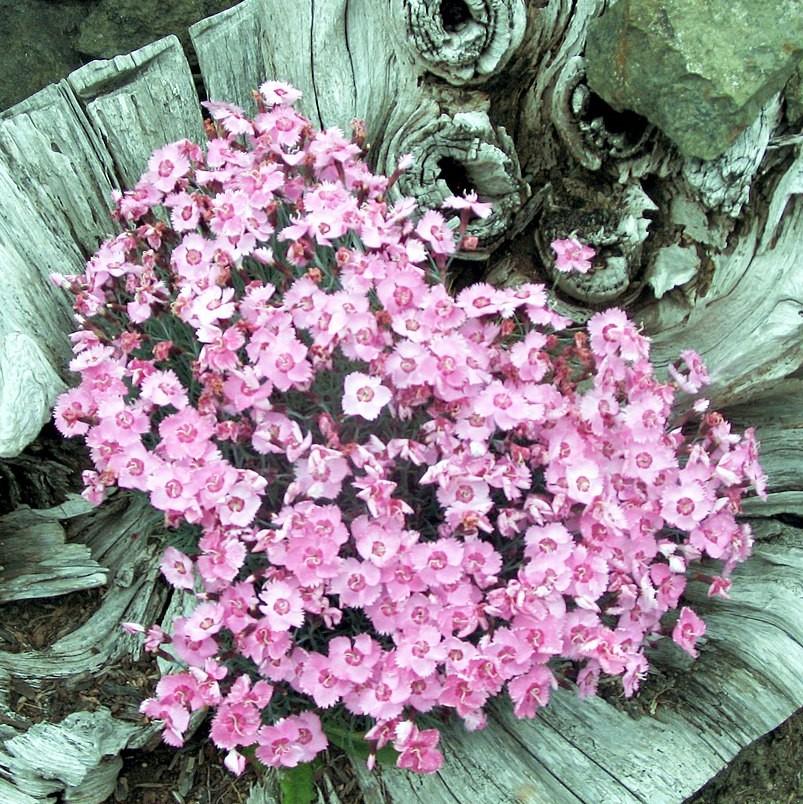 Dianthus x 'KLEDG10117'  - EverLast™ Lavender+Eye Dianthus