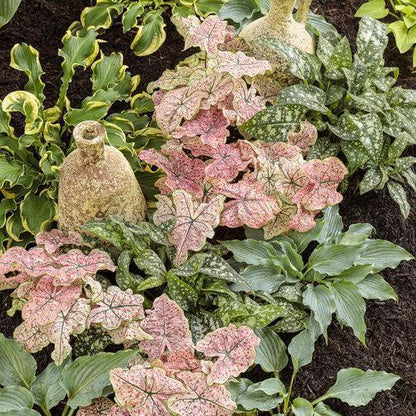 Hosta 'Waterslide' PP30303  - PW® Shadowland® 'Waterslide' Hosta