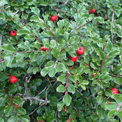 Cotoneaster apiculatus  - Cranberry Cotoneaster