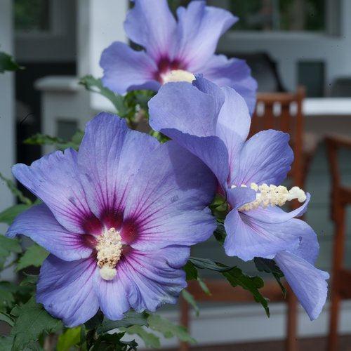 Hibiscus syriacus 'DVPazurri'  - Azurri Blue Satin® Rose of Sharon