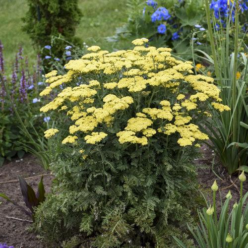 Achillea ’Firefly Sunshine’  - Firefly Sunshine Yarrow