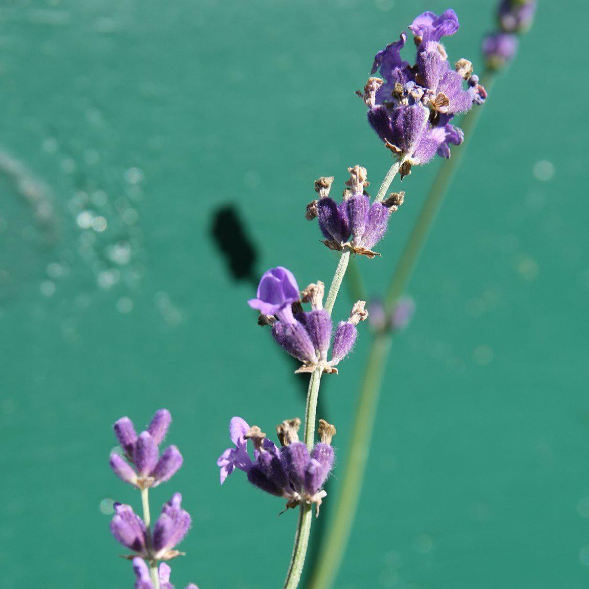 Lavandula angustifolia 'Munstead'  - Munstead English Lavender
