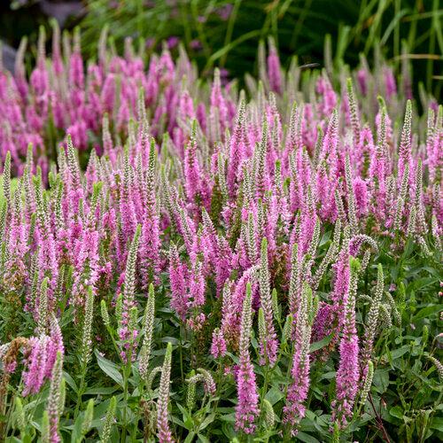 Veronica 'Pink Potion' PP 29,681  - PW® Magic Show® Pink Potion Veronica