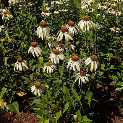 Echinacea purpurea 'White Swan'  - White Swan Echinacea, Coneflower