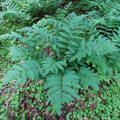 Dryopteris goldiana  - Goldie’s Shield Fern, Giant Wood Fern
