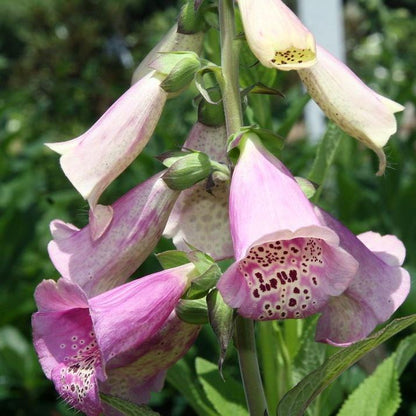 Digitalis purpurea  'Camelot Lavender'  - Camelot Lavender Foxglove