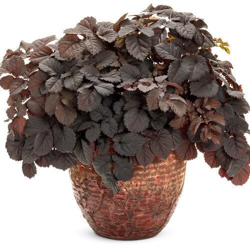 Astilbe 'Dark Side of the Moon'  - Dark Side of the Moon Astilbe