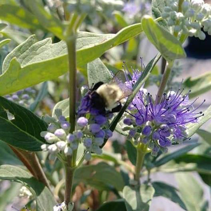 Caryopteris × clandonensis 'Dark Knight'  - Dark Knight Bluebeard