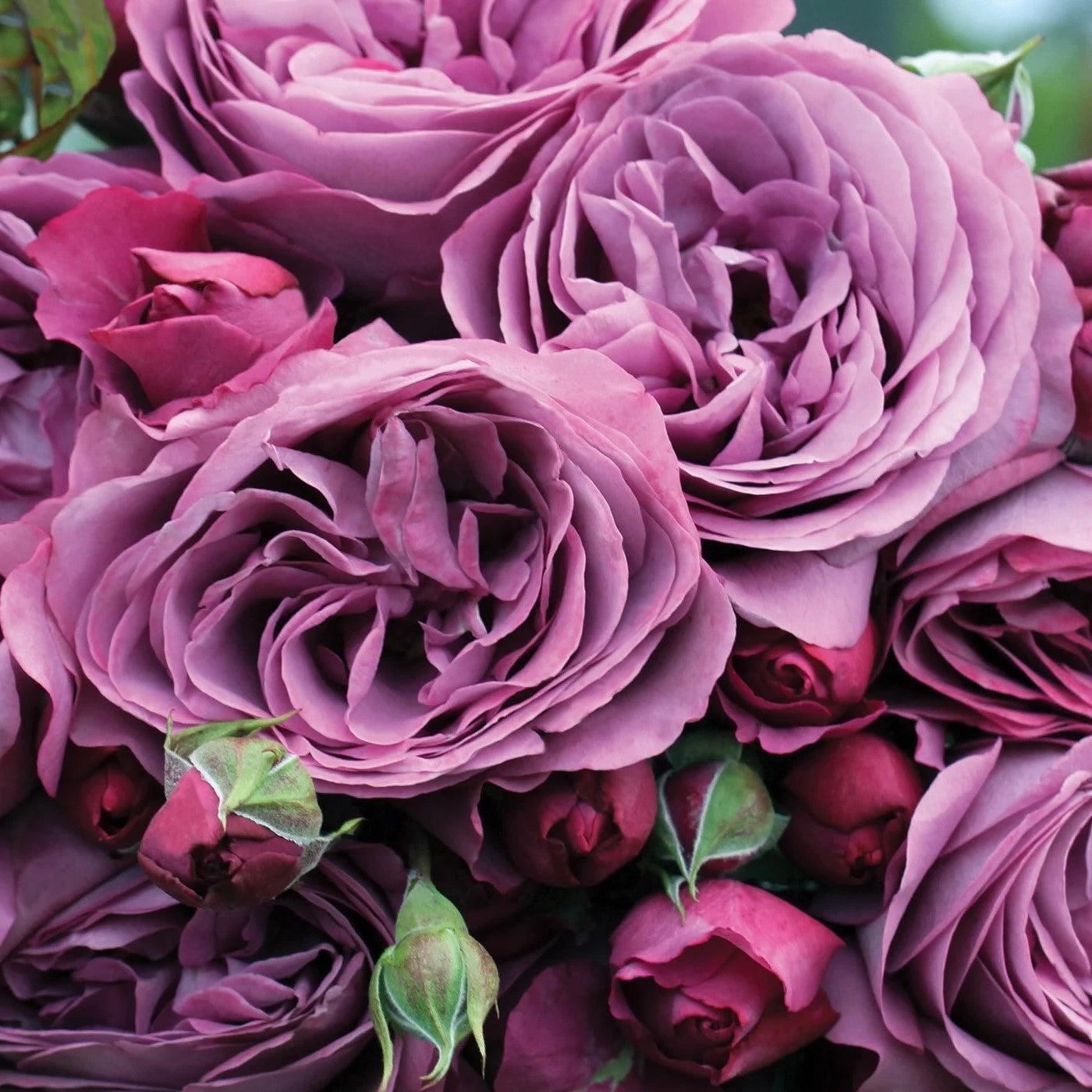 Rosa 'KORvodacom' PP 22,691  - Bloomables® Sunbelt® Plum Perfect™ Rose
