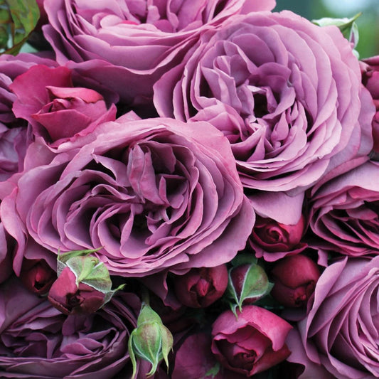 Rosa 'KORvodacom' PP 22,691  - Bloomables® Sunbelt® Plum Perfect™ Rose