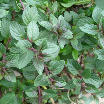 Mentha x piperita 'Chocolate'  - Chocolate Mint