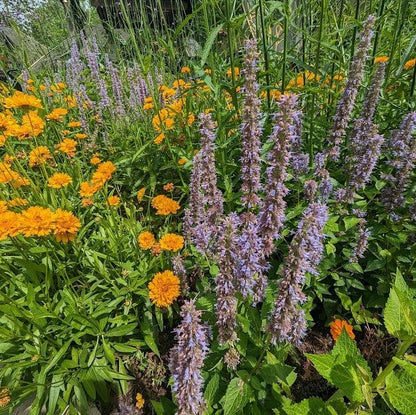 Agastache foeniculum  - Anise Purple Hyssop