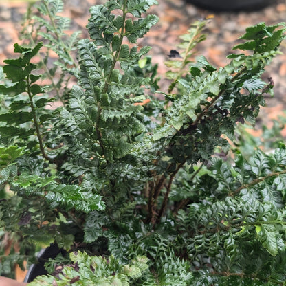 Polystichum polyblepharum  - Tassel Fern