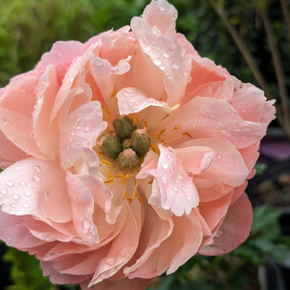 Paeonia 'Madame Emile Debatene'  - Emile Debatene Peony