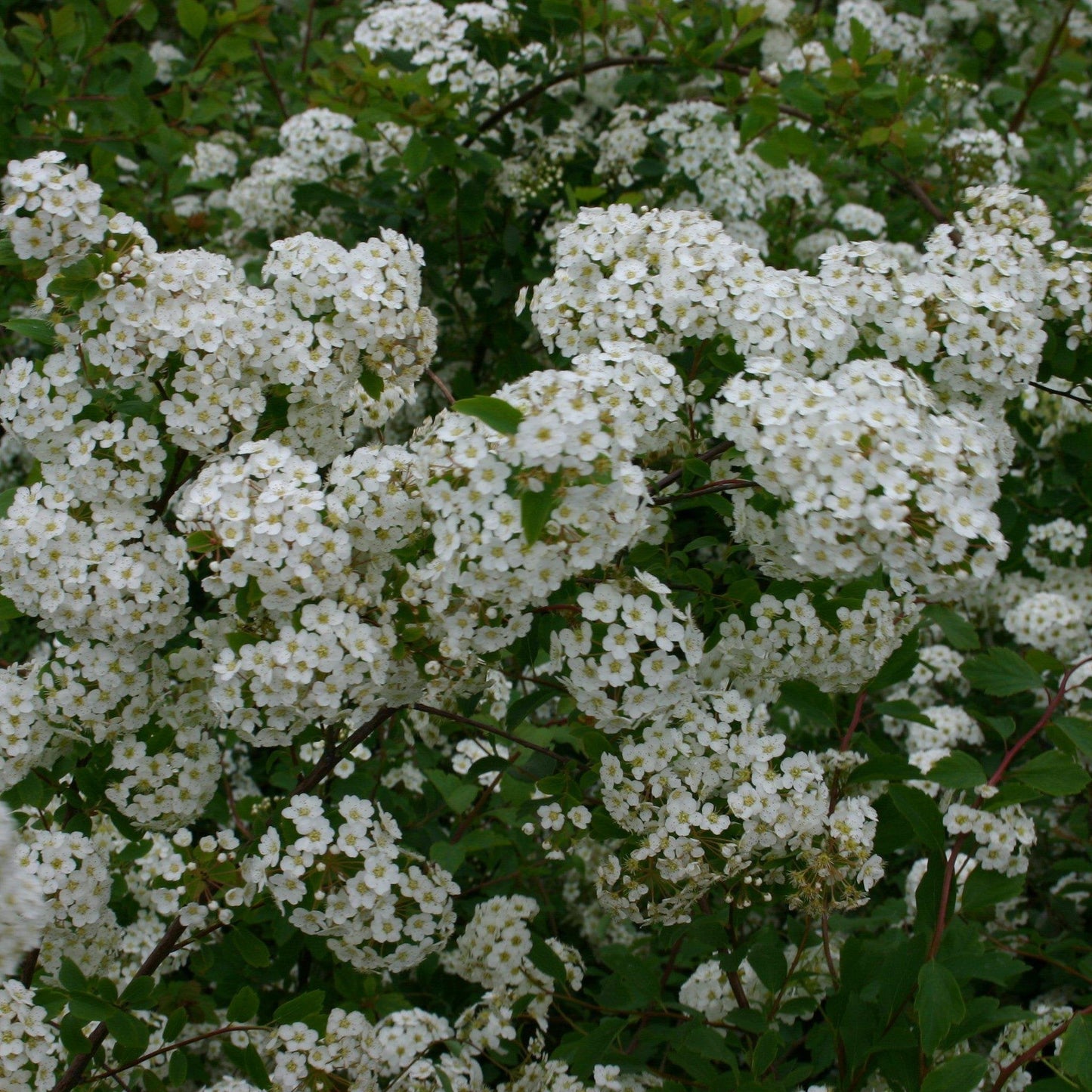 Spiraea x vanhouttei 'Renaissance'  - Renaissance Spirea