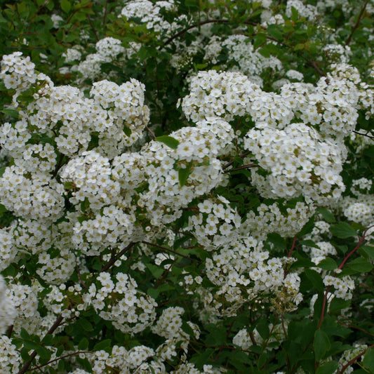 Spiraea x vanhouttei 'Renaissance'  - Renaissance Spirea
