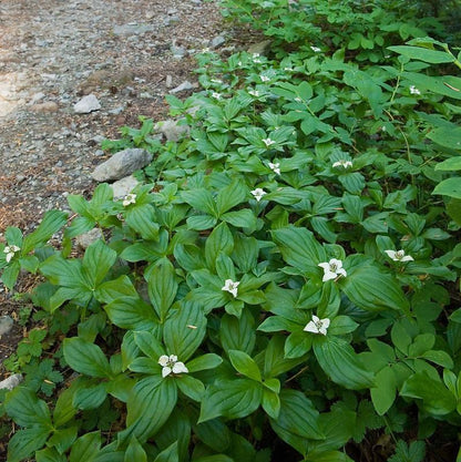 Cornus canadensis  - Creeping Dogwood