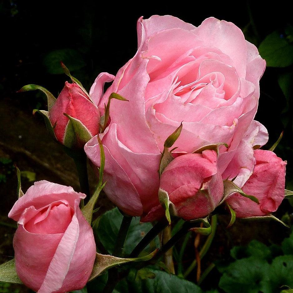 Rosa 'Queen Elizabeth'  - Queen Elizabeth™ Grandiflora Rose