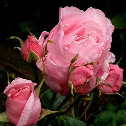Rosa 'Queen Elizabeth'  - Queen Elizabeth™ Grandiflora Rose