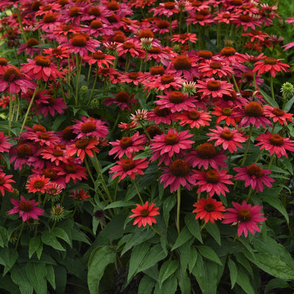 Echinacea 'Balsomtresgo'  - Sombrero® Tres Amigos Coneflower