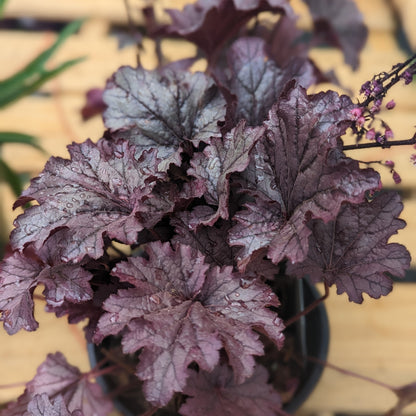 Heuchera 'Grape Expectations'  - Grape Expectations Coral Bells