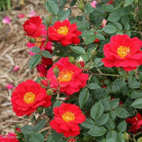 Rosa x 'ChewPatout'  - Oso Easy® Urban Legend® Rose