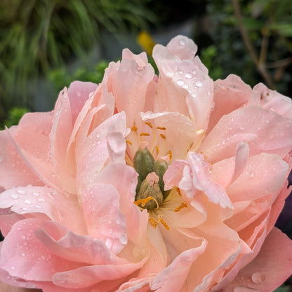 Paeonia 'Madame Emile Debatene'  - Emile Debatene Peony