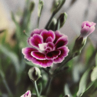 Dianthus plumaris 'Delilah Bicolor Purple'  - Delilah™ Bicolor Purple Dianthus